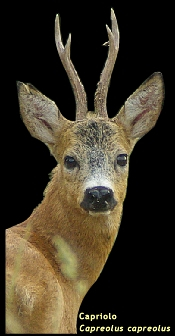 Capriolo maschio - Roe deer
