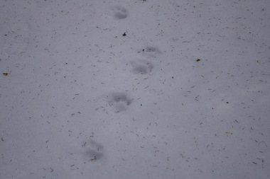 Le impronte della lince sulla neve