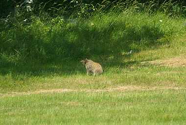 La lince ai margini del bosco