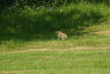 La lince scruta il terreno
