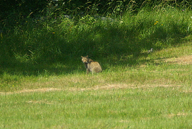 La lince mi ha visto