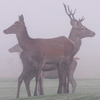 Cervi nella nebbia