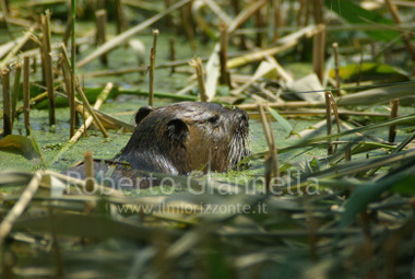 Nutria che nuota