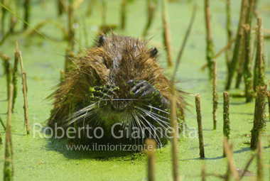 La nutria si liscia il muso