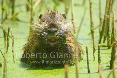 
La nutria ed i suoi denti di roditore