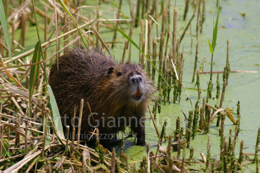 
La nutria ai bordi del canneto