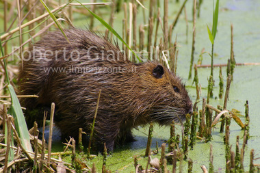 
La nutria fuori dall'acqua