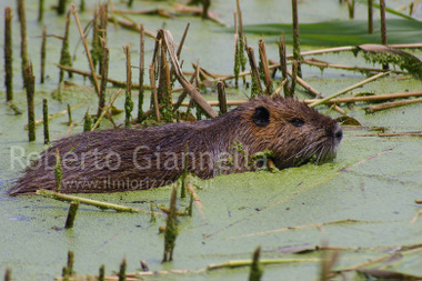 
La nutria si allontana a nuoto