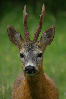 Capriolo esemplare maschio