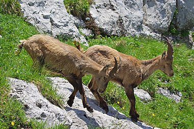 Stambecchi sulle rocce