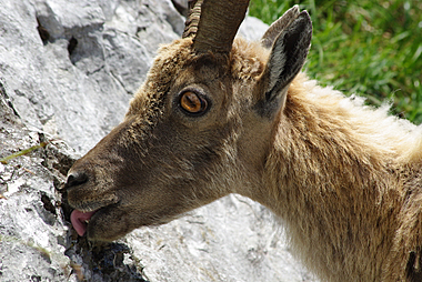Stambecco che lecca le rocce