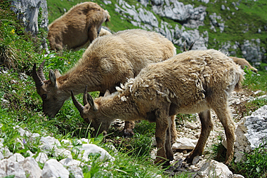 I diversi stadi di
                muta