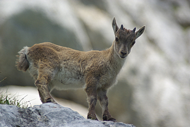 Cucciolo di stambecco