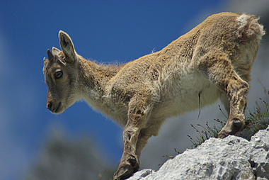 Cucciolo di stambecco