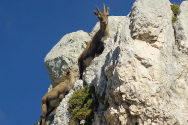 Stambecchi in arrampicata