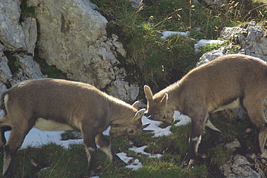 Cuccioli di stambecco che simulano un duello nuziale