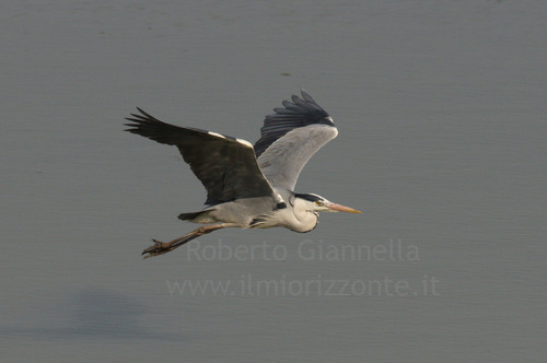 Airone cenerino in volo