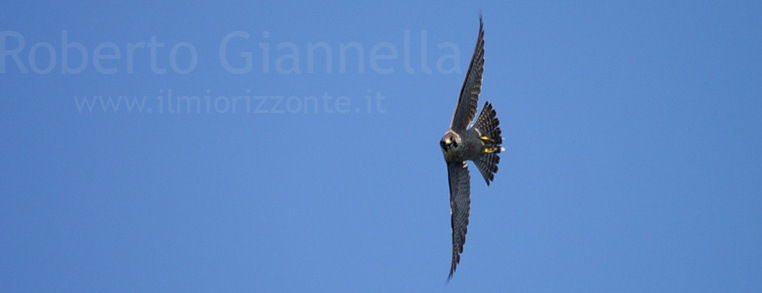 Il falco in virata