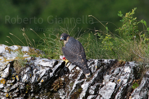 Il falco con i resti di una preda tra le zampe