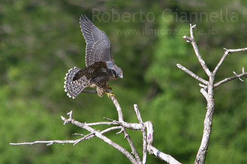 Il falco in equilibrio