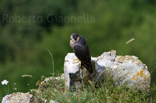 Il falco pellegrino