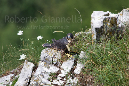 Il giovane falco