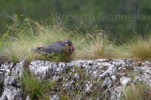 Il falco con la preda nel becco