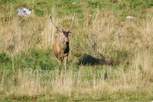 Un magnifico maschio coronato