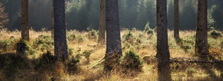 La luce filtra nel sottobosco