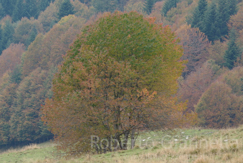 Sfumature di colore