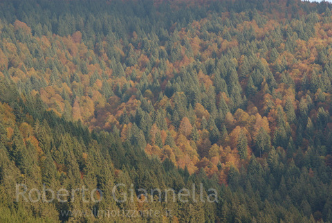 I colori della foresta