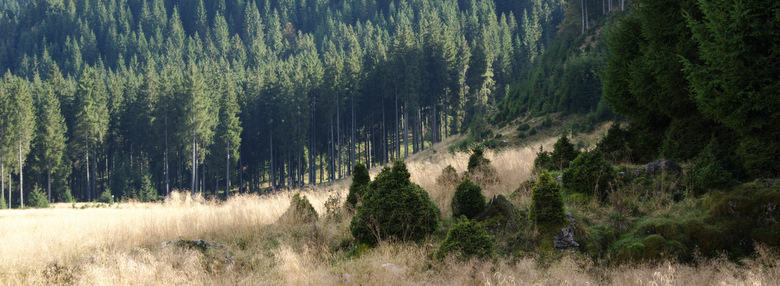 La foresta che circonda la piana