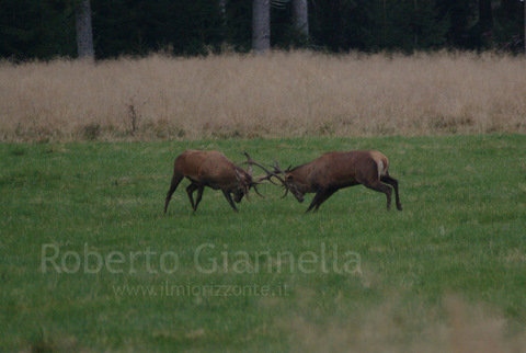 I maschi incrociano i palchi