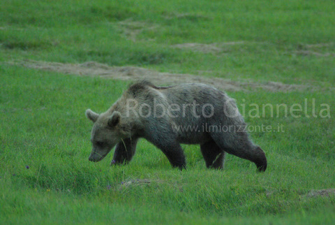 Orso bruno esemplare giovane sul prato