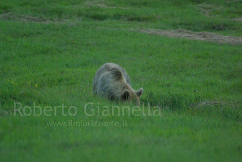 Orso bruno in un avallamento del terreno