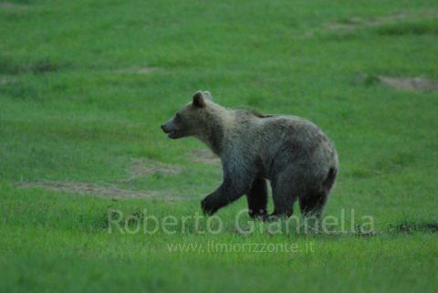 L'orso sorpreso inizia a correre