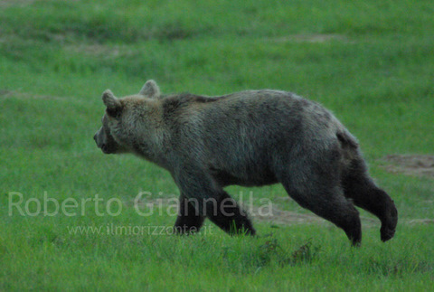 La potente corsa dell'orso