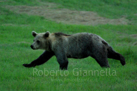 Il giovane orso in piena corsa