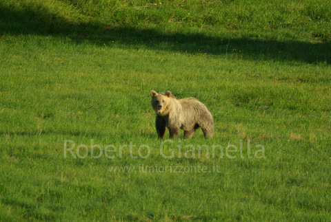 Orso bruno un grosso esemplare in mezzo al prato