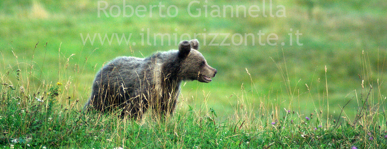 Un cucciolo di orso