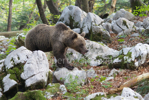 L'orsa si sposta sul terreno