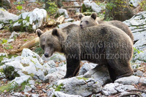 Il cucciolo e la mamma