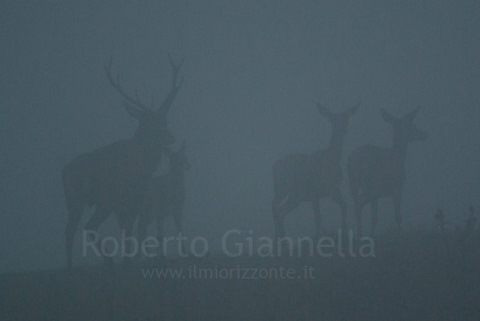 Cervi nella nebbia del primo mattino