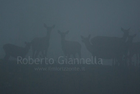 Branchetto di cerve che spuntano dalla nebbia