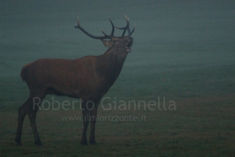 Il bramito del cervo