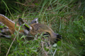 Un tenerissimo cucciolo di capriolo