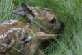 Capriolo cucciolo nascosto tra l'erba