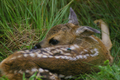 Cucciolo di capriolo