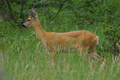 Mamma capriolo