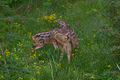 I due cuccioli di capriolo